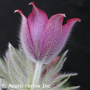 PULSATILLA VULGARIS