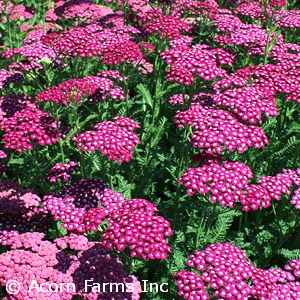 ACHILLEA NEW VINTAGE VIOLET