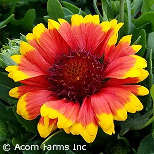 GAILLARDIA SPINTOP RED ANNUAL