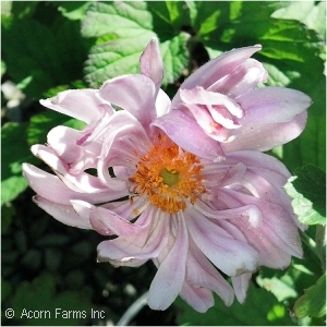 ANEMONE PRETTY LADY EMILY