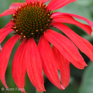 ECHINACEA TOMATO SOUP