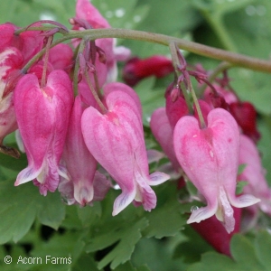 Dicentra