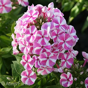 PHLOX PAN BAMBINI CANDY CRUSH