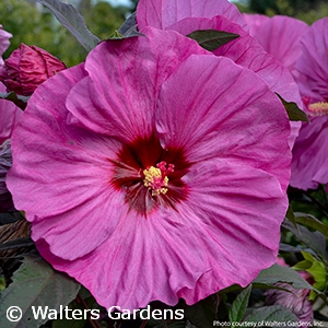 HIBISCUS BERRY AWESOME