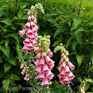 DIGITALIS MERTONENSIS