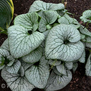 BRUNNERA MAC STERLING SILVER