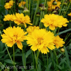 COREOPSIS EARLY SUNRISE