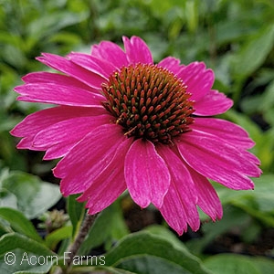 ECHINACEA SENSATION PINK