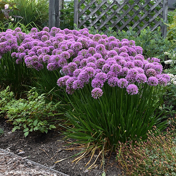 ALLIUM MILLENIUM