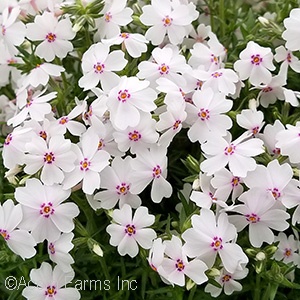 PHLOX SUB AMAZING GRACE