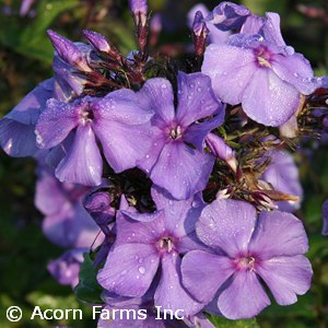 PHLOX PAN BLUE PARADISE