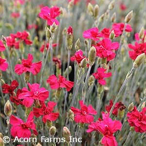 DIANTHUS FROSTY FIRE