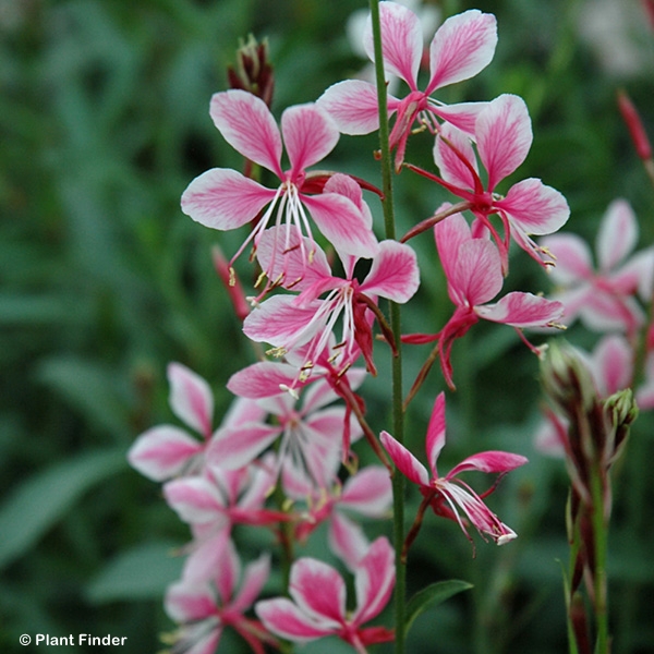 GAURA LIN SISKIYOU PINK