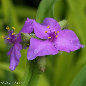 TRADESCANTIA SUNSHINE CHARM