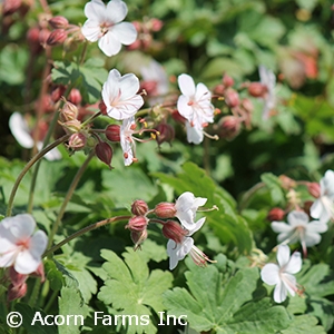 GERANIUM BIOKOVO