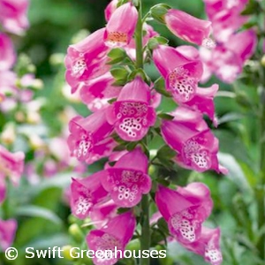 DIGITALIS PINK PANTHER