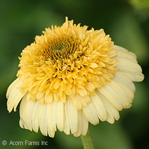 ECHINACEA METEOR YELLOW