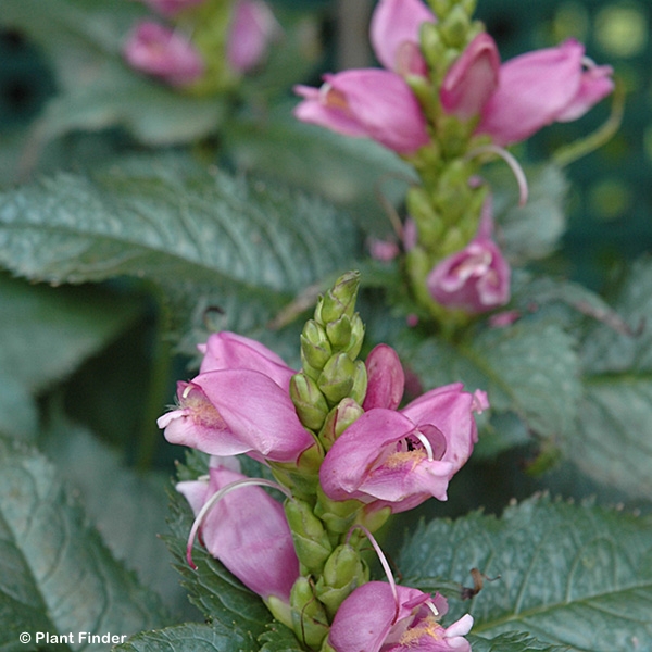 CHELONE LYO HOT LIPS