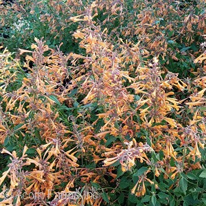 AGASTACHE KUDOS MANDARIN