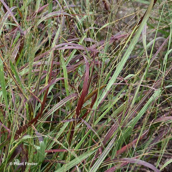 PANICUM VIR RUBY RIBBONS