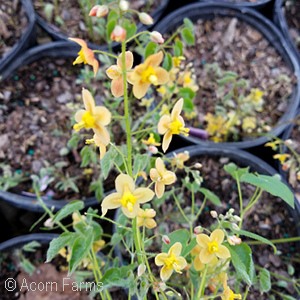 EPIMEDIUM ORANGE QUEEN