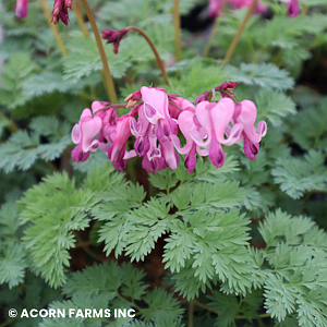 DICENTRA PINK DIAMONDS