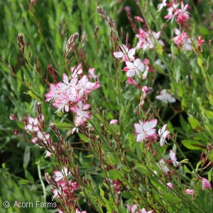 GAURA LIN ROSY JANE