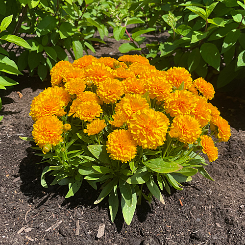 COREOPSIS GOLDEN SPHERE