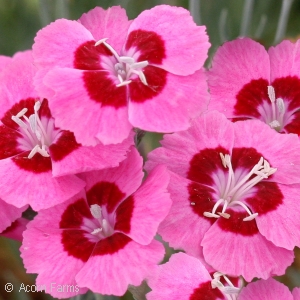 DIANTHUS PEPPERMINT STAR