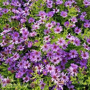 ASTER WOODS PURPLE