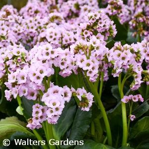 BERGENIA FAIRYTALE ROMANCE