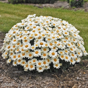 LEUCANTHEMUM WHOOPS-A-DAISY