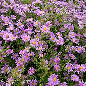 ASTER WOODS PINK