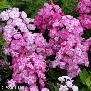 PHLOX PAN RED SHADES