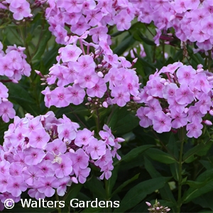 PHLOX PAN UPTOWN GIRL