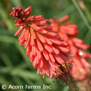 KNIPHOFIA REDHOT POPSICLE