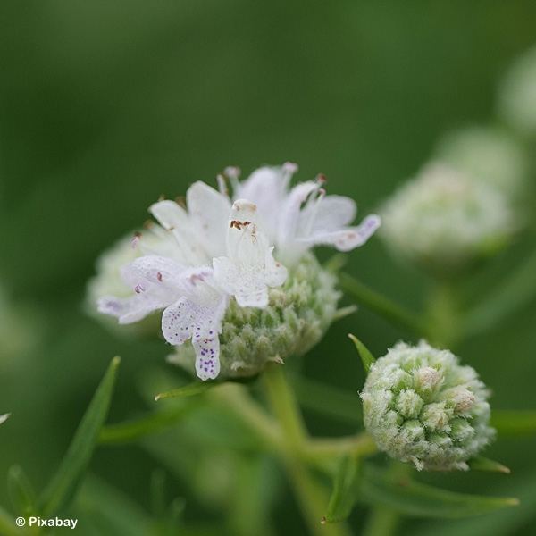 PYCNANTHEMUM MUTICUM