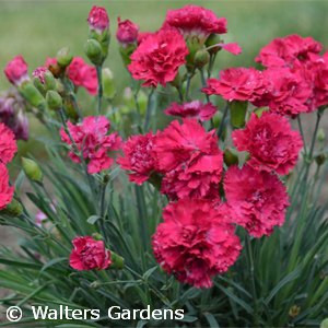 DIANTHUS CRANBERRY COCKTAIL