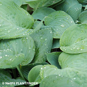 HOSTA BLUE UMBRELLAS