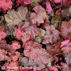 HEUCHERA MAGMA