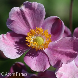 ANEMONE PINK KISS