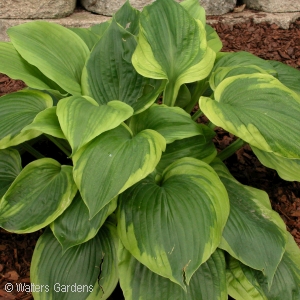 HOSTA SUM OF ALL