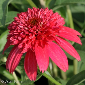ECHINACEA DBL SCOOP CRANBERRY