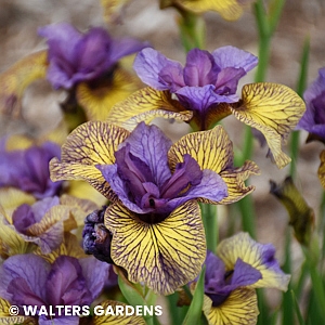 IRIS SIB PURRING TIGER