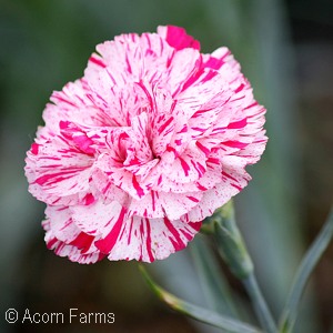 DIANTHUS PINBALL WIZARD