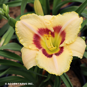 HEMEROCALLIS CUSTARD CANDY