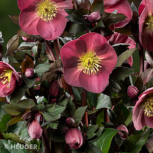 HELLEBORUS ICE N ROSES CORVINA