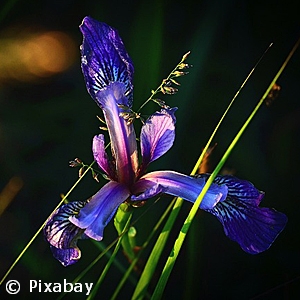 IRIS VERSICOLOR