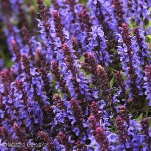 SALVIA SENSATION SKY BLUE