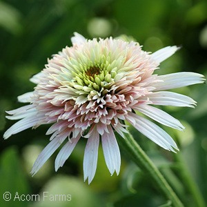 ECHINACEA CHERRY FLUFF